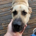   : Bo
