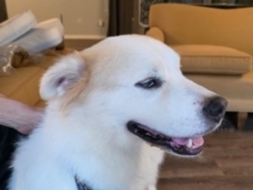   : Zeus