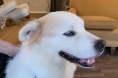   : Zeus