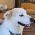  : Zeus