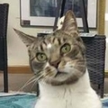   : Asparagus (Gus)