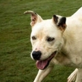   : Found Dog