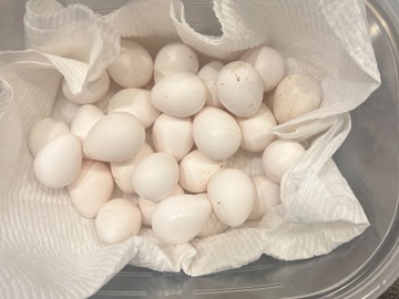 Selling with In-person Payment: Fresh Quail Eggs