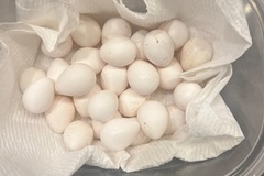 Selling with In-person Payment: Fresh Quail Eggs