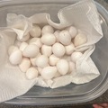 Selling with In-person Payment: Fresh Quail Eggs