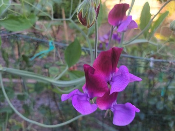 Vente: Pois de senteurs bicolores "Purple Pimprenel