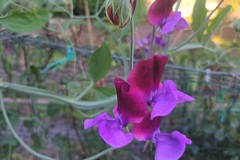 Sales: Pois de senteurs bicolores "Purple Pimprenel