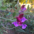 Sales: Pois de senteurs bicolores "Purple Pimprenel