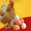 Selling with In-person Payment: Organic Free Range 
