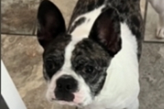   : Zoe