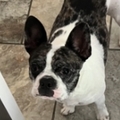   : Zoe