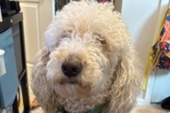   : Winston