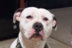   : Kane