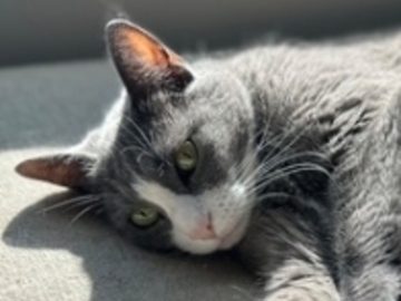   : Mochi