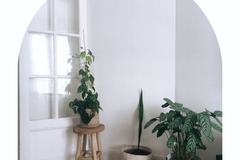 Sales: Vente de plantes pour cause déménagement