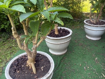 Vente: Datura dans magnifiques pot en céramique 