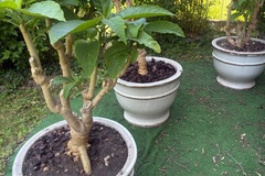 Vente: Datura dans magnifiques pot en céramique 