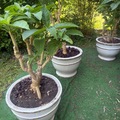 Vente: Datura dans magnifiques pot en céramique 