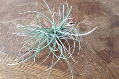 Sales: tillandsia rectifolia