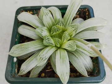 Vente: Haworthia retusa CV grey ghost