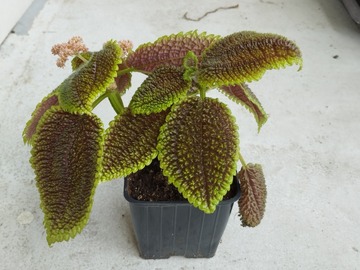 Vente: Pilea moon valley