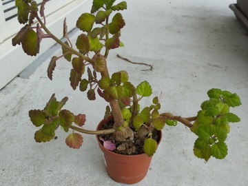 Vente: Plectranthus ernstii
