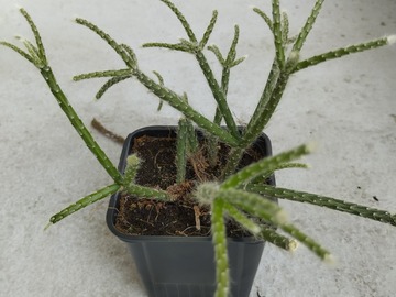 Vente: Rhipsalis pilocarpa