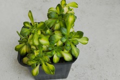 Sales: Aeonium lindleyi variegata