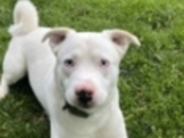   : Wilbur 