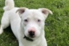   : Wilbur 
