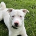   : Wilbur 