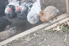 Selling with In-person Payment: fresh eggs