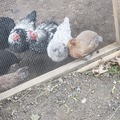 Selling with In-person Payment: fresh eggs