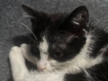   : Oreo