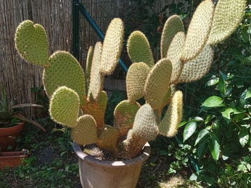 Sales: Cactus opuntia
