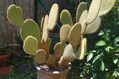 Vente: Cactus opuntia