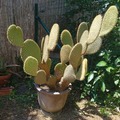 Vente: Cactus opuntia