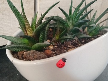 Sales: Composition 3 cactus dans joli pot céramique 