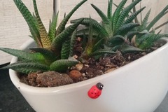 Vente: Composition 3 cactus dans joli pot céramique 