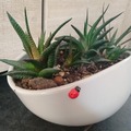 Vente: Composition 3 cactus dans joli pot céramique 