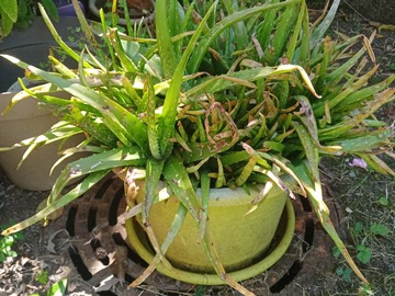 Sales: Aloe vera