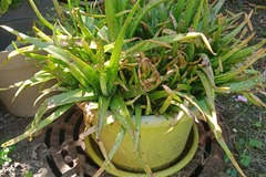 Vente: Aloe vera