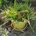 Vente: Aloe vera