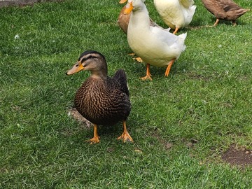 Selling with In-person Payment: Fresh laid duck eggs (Vancouver, WA)