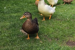 Selling with In-person Payment: Fresh laid duck eggs (Vancouver, WA)