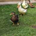 Selling with In-person Payment: Fresh laid duck eggs (Vancouver, WA)