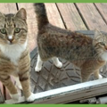  : Chalky and Rusti