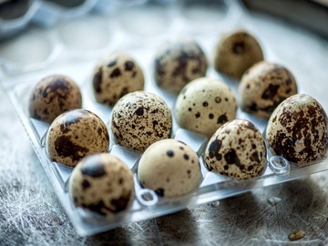 Selling with online payment: Fresh Farm Quail Eggs (Hillsdale, MI)