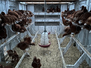 Selling with online payment: Local, Cage Free,Non GMO Brown Eggs