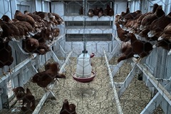 Selling with online payment: Local, Cage Free,Non GMO Brown Eggs